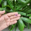 Certified Amethyst Gemstone from Brazil - 5.62 Carats