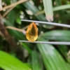 Citrine (Sunela) Gemstone- 6.53 Carat